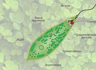 Значение одноклеточных в природе и жизни человека Эволюция жизни на Земле